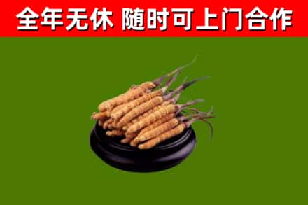黄州区回收冬虫夏草