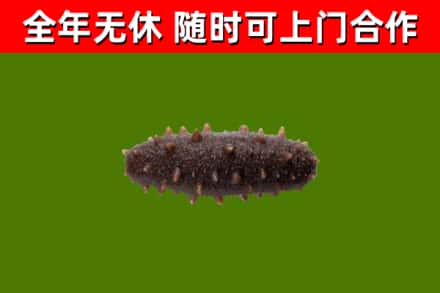 黄州区回收海参干